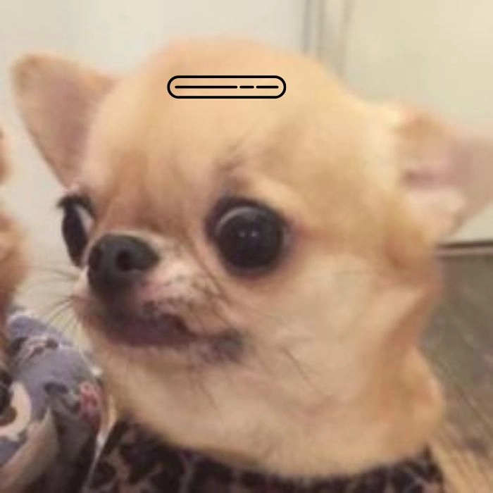 Ảnh chó loading phản ứng hài