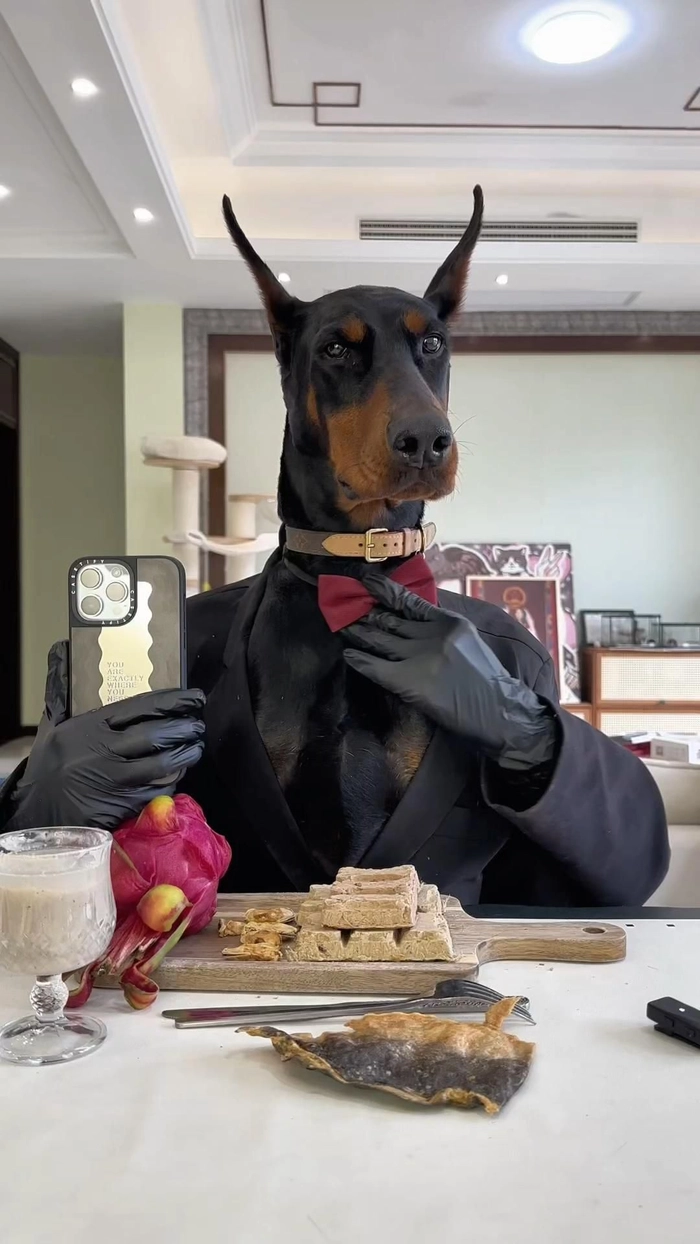 Ảnh chó mặc vest troll hài