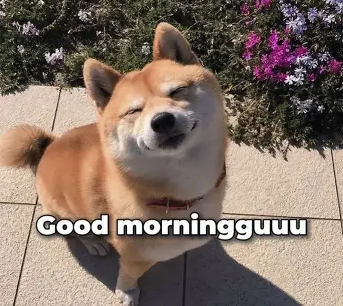 Ảnh chó mù meme vui vẻ