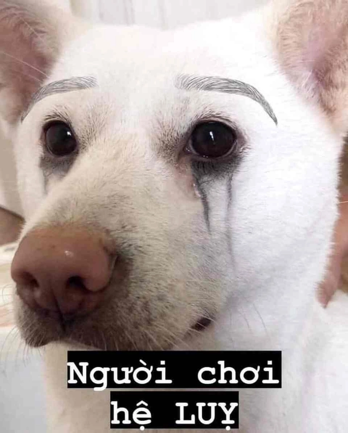 Ảnh chó trắng meme cute