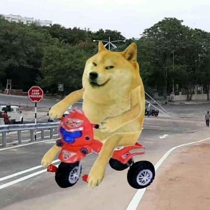Ảnh meme chó Shiba ngầu lòi