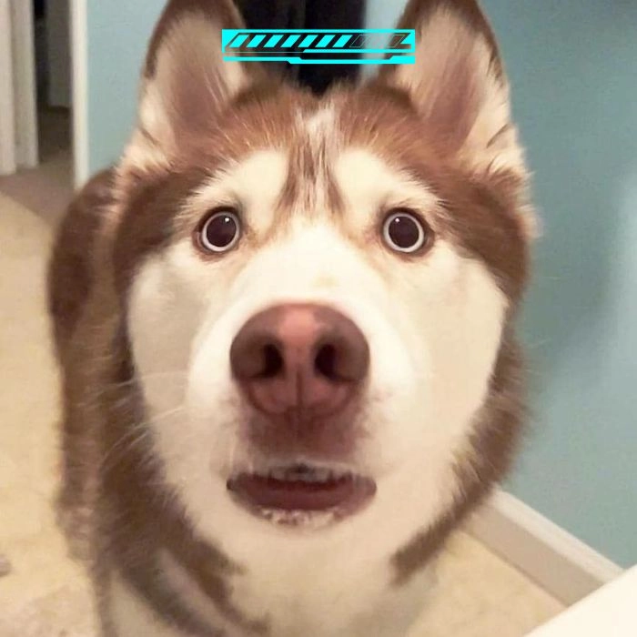 Ảnh meme chó loading cute hài