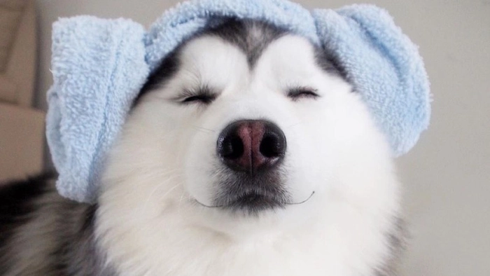 Ảnh meme chó mù vui nhộn