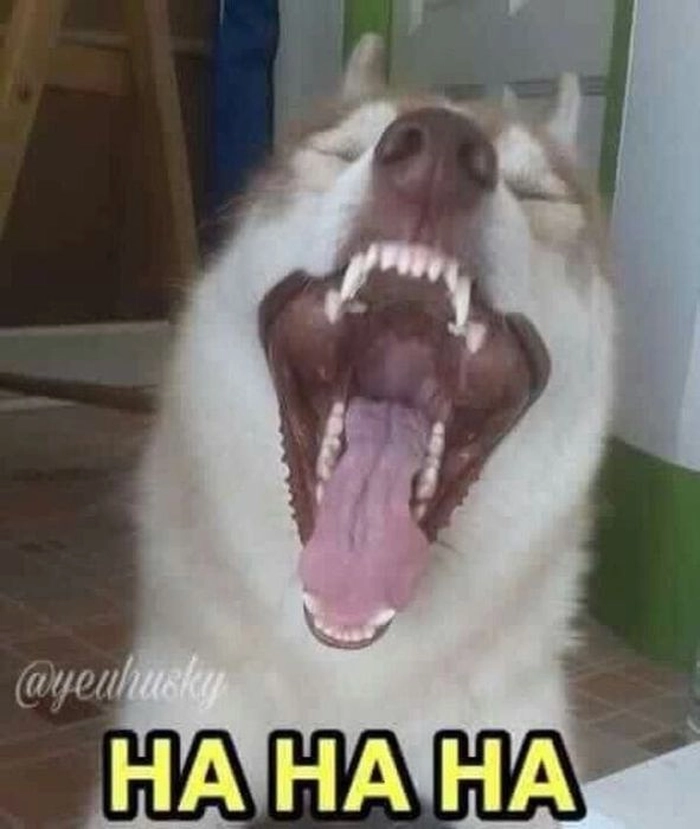 Ảnh meme chó nhắm mắt ngáo hài