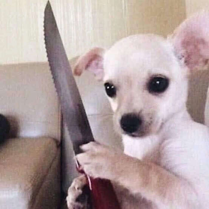 Ảnh meme chó trắng đáng yêu