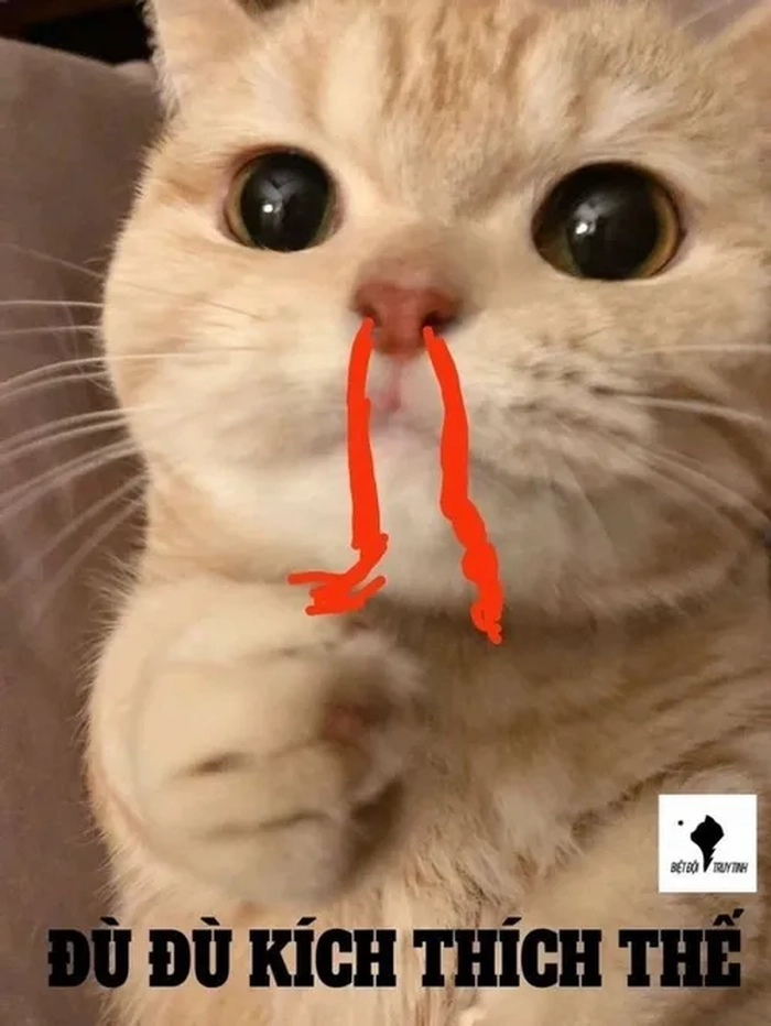 Ảnh meme mèo chảy máu cam đáng yêu