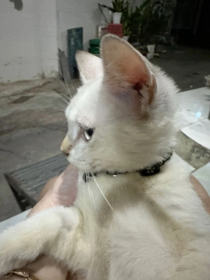 Ảnh meme mèo liếc dễ thương