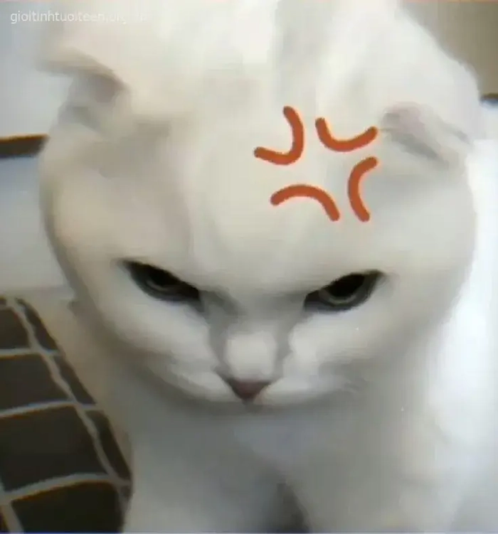 Ảnh meme mèo liếc hài hước