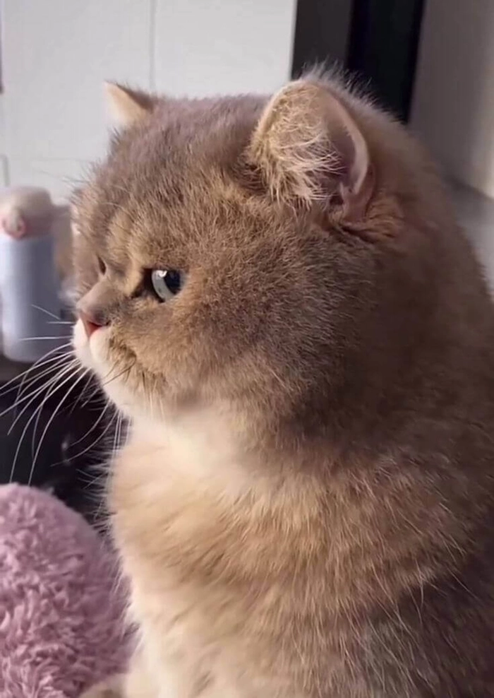 Ảnh meme mèo liếc hot trend