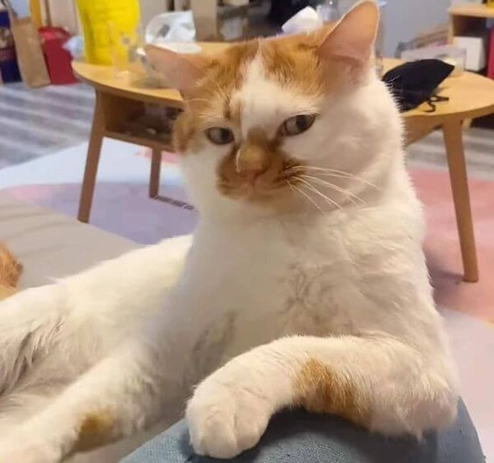 Ảnh meme mèo liếc ngộ nghĩnh