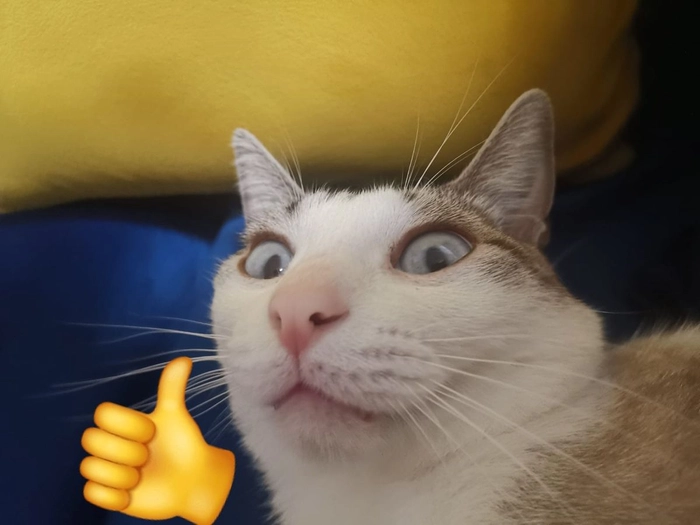 Ảnh meme mèo like bá đạo