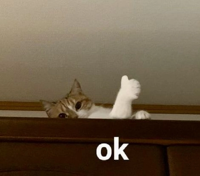 Ảnh meme mèo like cực đáng yêu