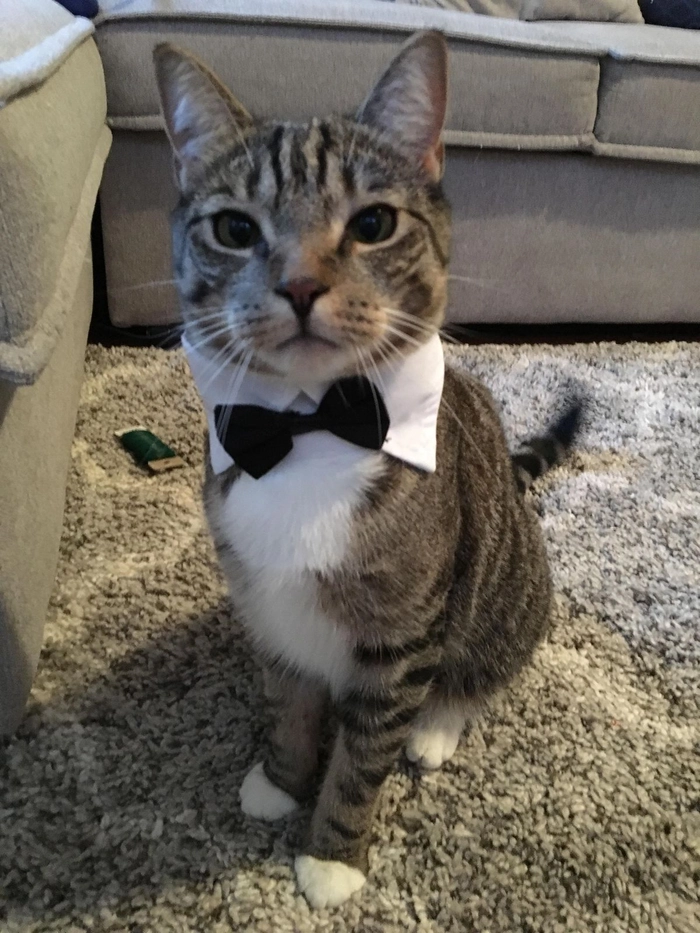 Ảnh meme mèo mặc vest siêu lầy