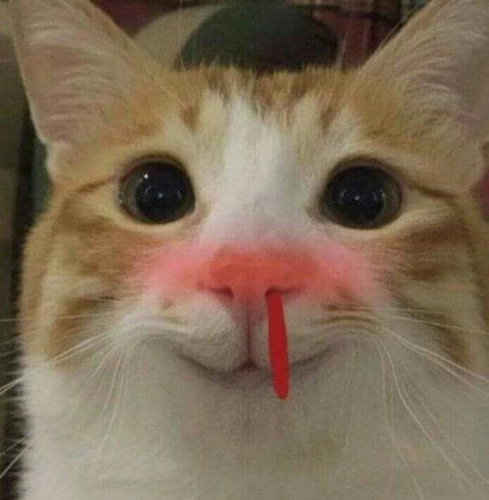 Ảnh meme mèo xịt máu mũi ngộ nghĩnh