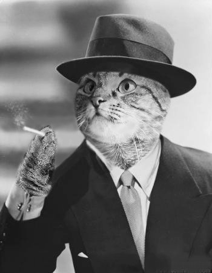 Ảnh mèo mặc vest meme cực lầy