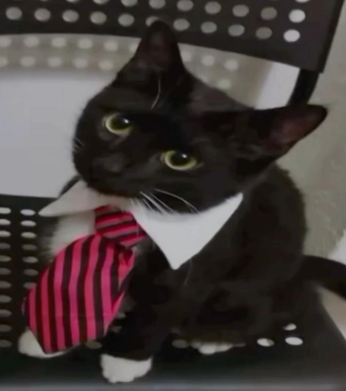 Ảnh mèo mặc vest meme hài hước