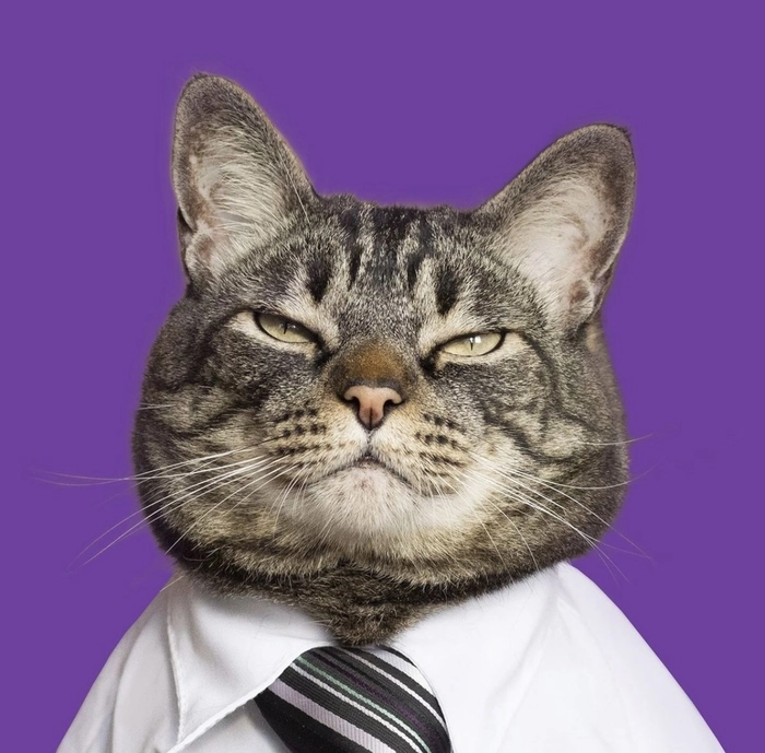 Ảnh mèo mặc vest meme ngộ nghĩnh