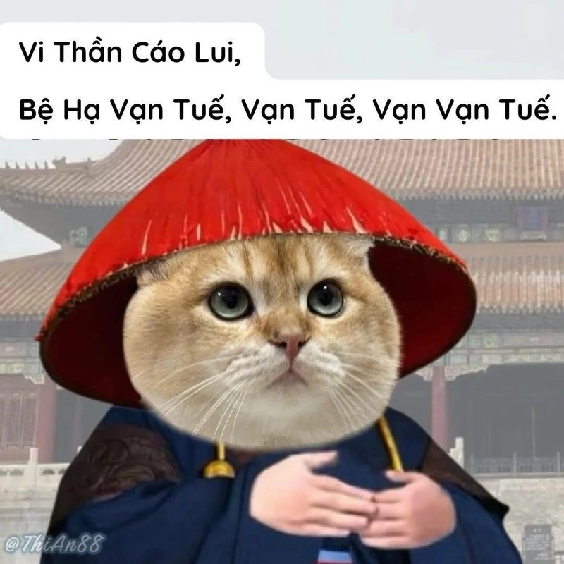 Cáo từ meme Trung Quốc hài