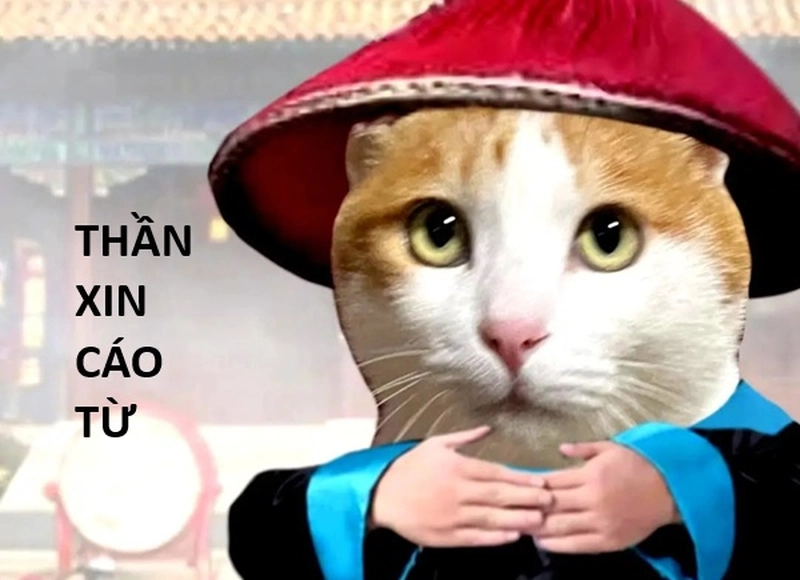 Cáo từ meme Trung Quốc vui