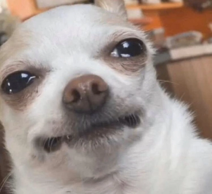 Chó trắng meme biểu cảm