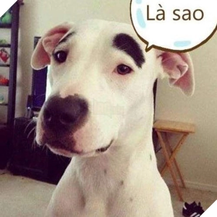Chó trắng meme siêu lầy