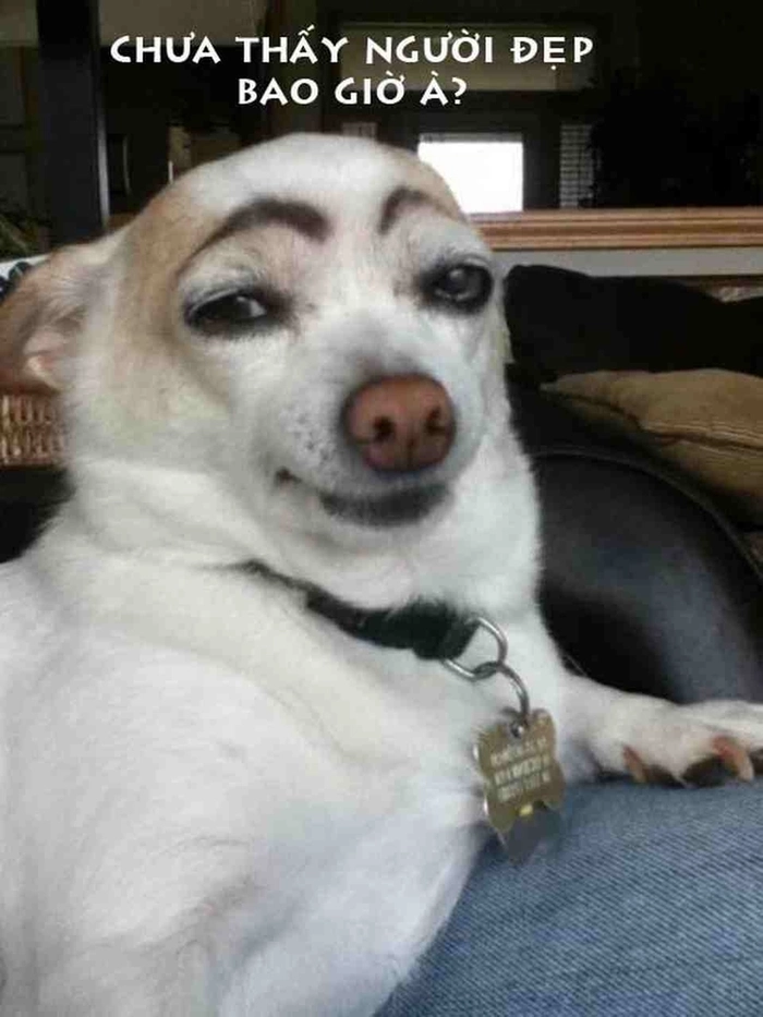 Chó trắng mũi đỏ meme thú vị
