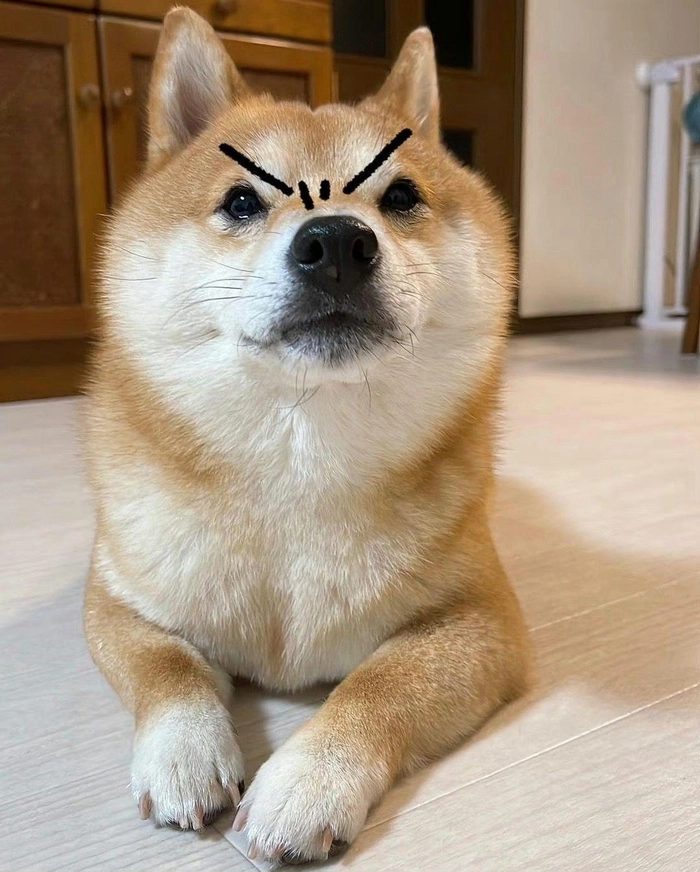Chú chó Shiba meme hài hước