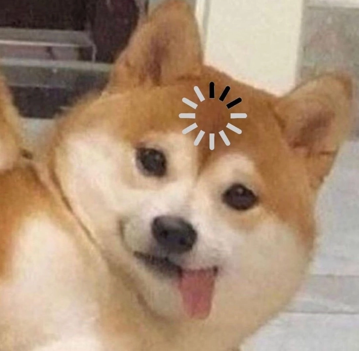 Chú chó Shiba meme vui nhộn