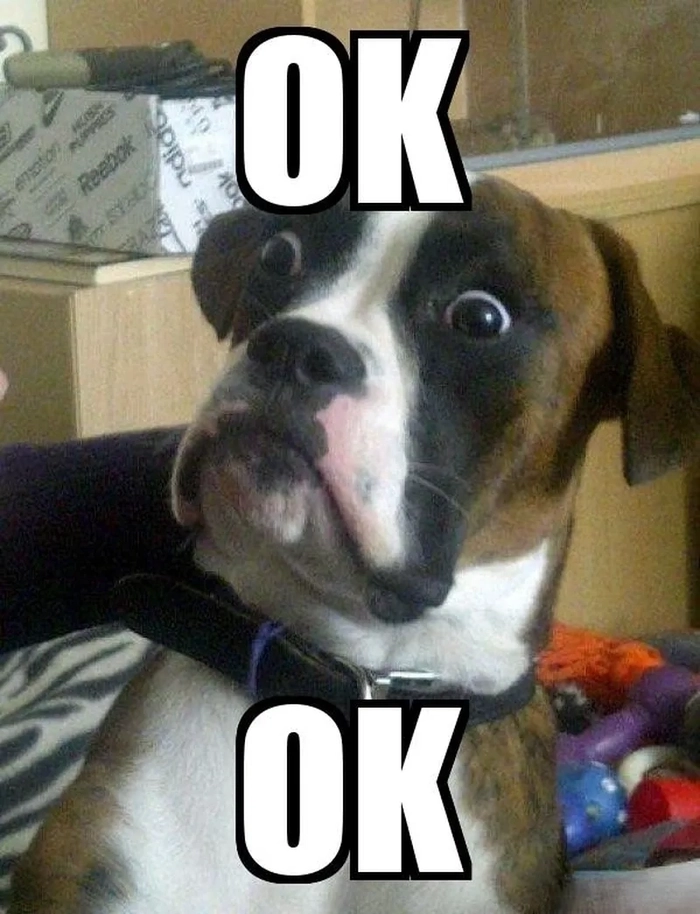 Con chó like meme đáng yêu