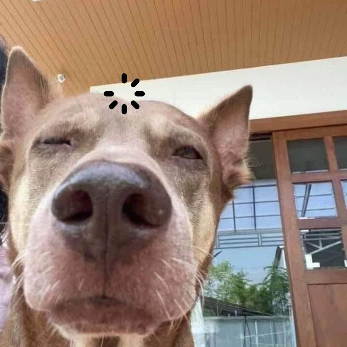 Hình chó đang loading cute