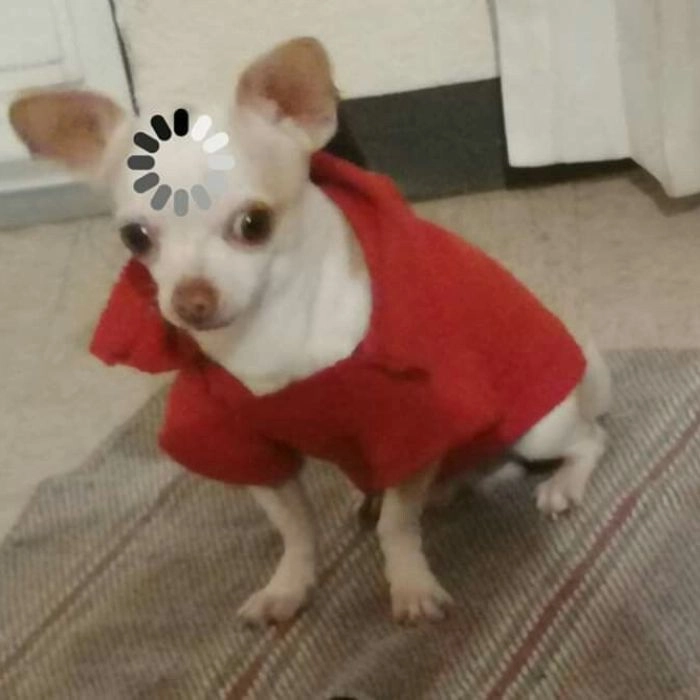 Hình chó loading meme sáng tạo