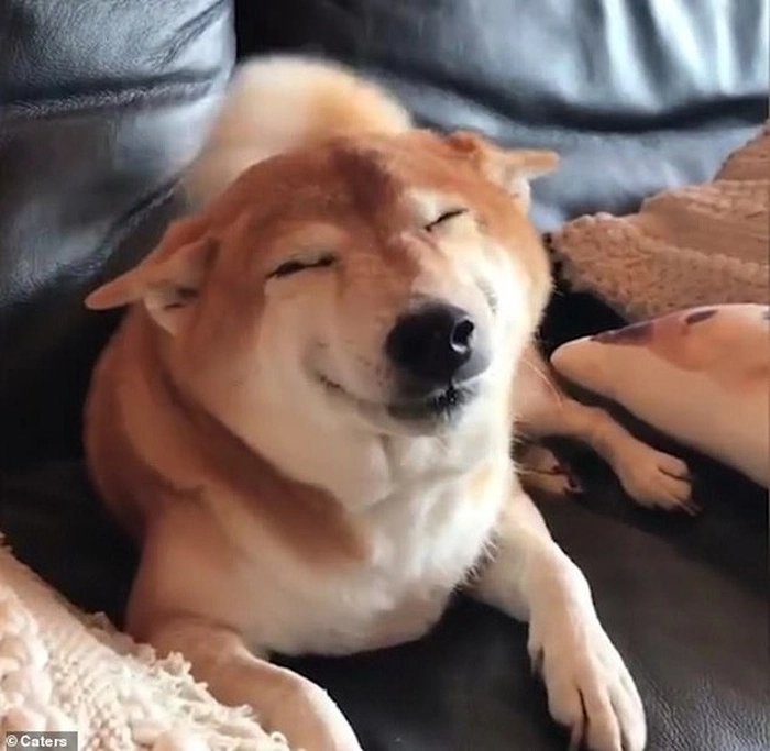 Hình chó nhắm mắt meme ngộ nghĩnh
