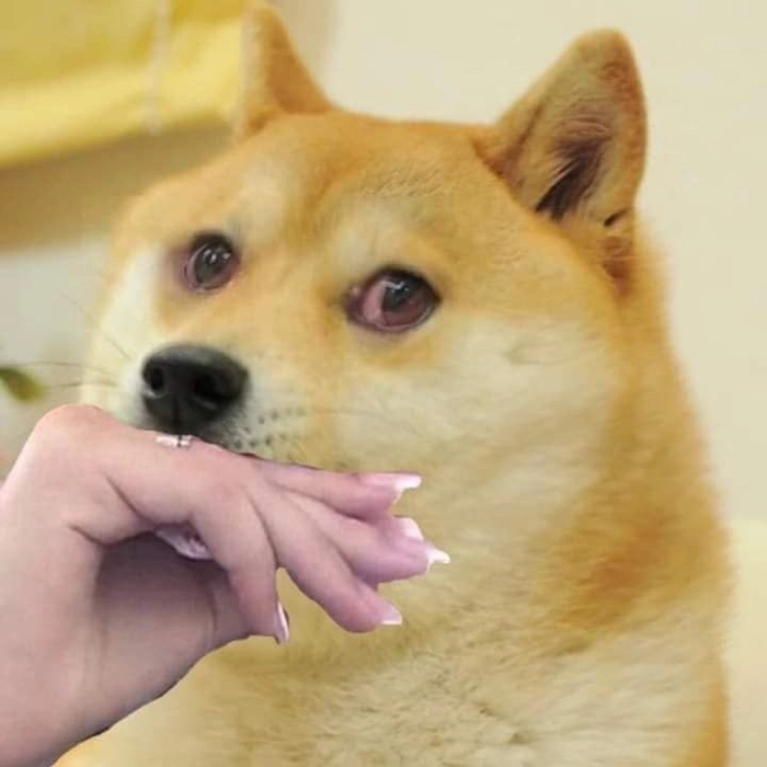 Hình meme chó Shiba cute phô mai que