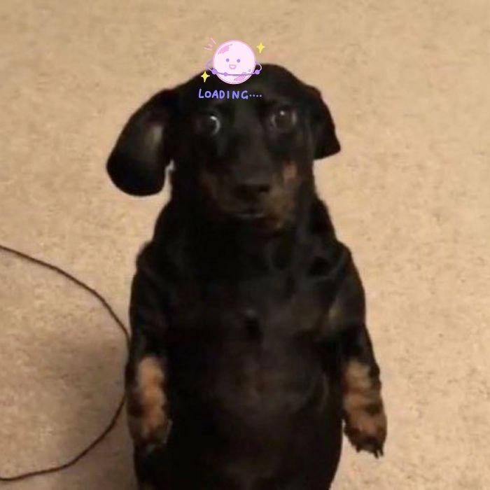 Hình meme chó loading độc đáo