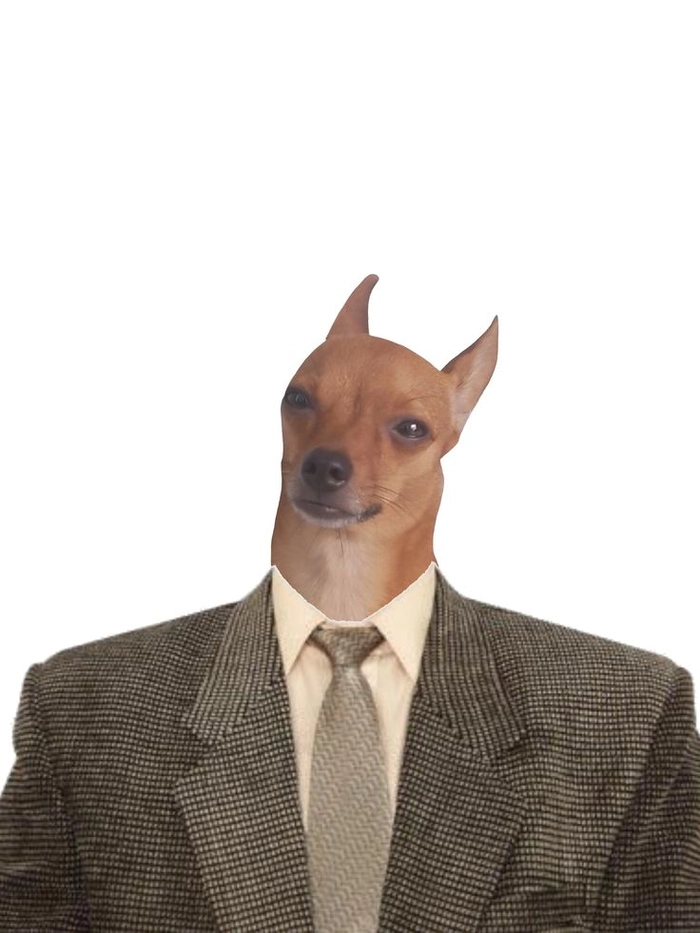 Hình meme chó mặc vest ngộ nghĩnh