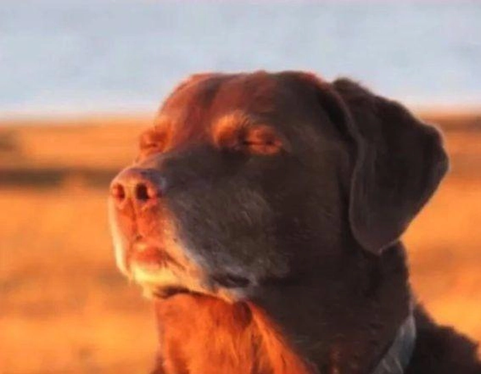 Hình meme chó mù đáng yêu