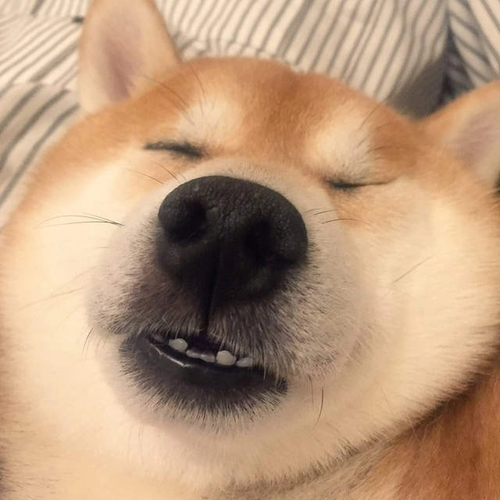 Hình meme chó nhắm mắt dễ thương