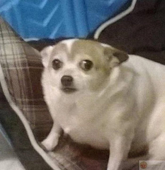 Hình meme chó trắng đáng yêu