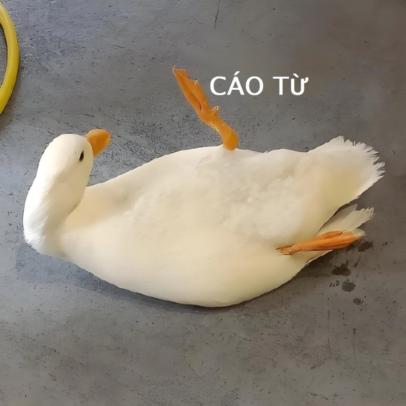 Meme cáo từ siêu cute