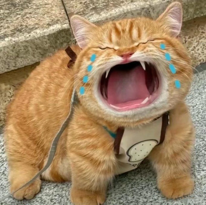 Meme chế hài dùng để troll bạn bè