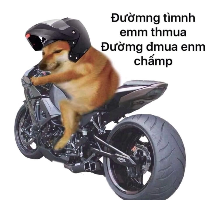 Meme chó Shiba cơ bắp bá đạo