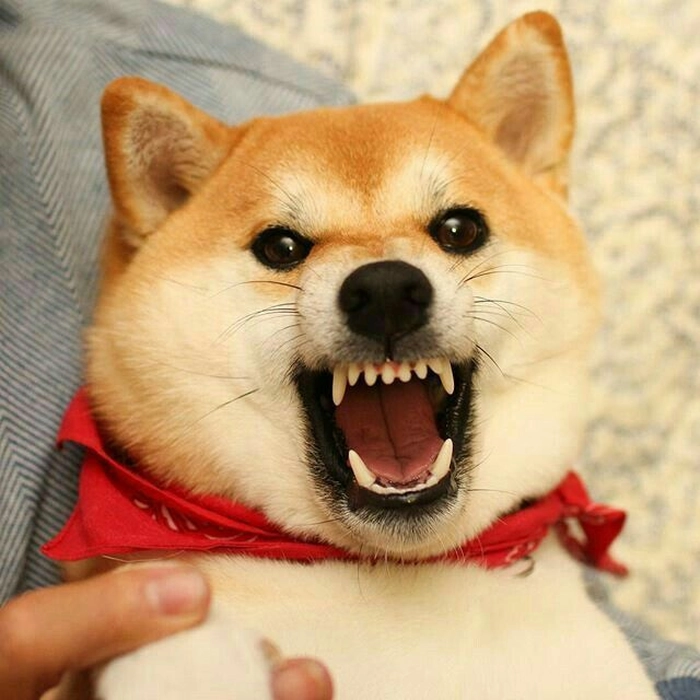 Meme chó Shiba cơ bắp cực ngầu