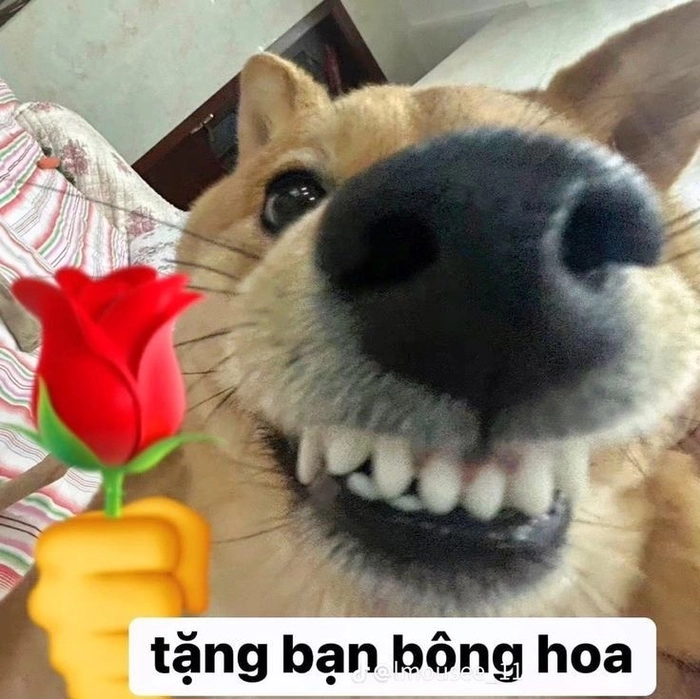 Meme chó Shiba cười cực đáng yêu