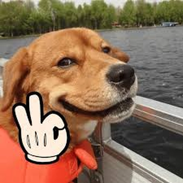 Meme chó like phong cách vui nhộn