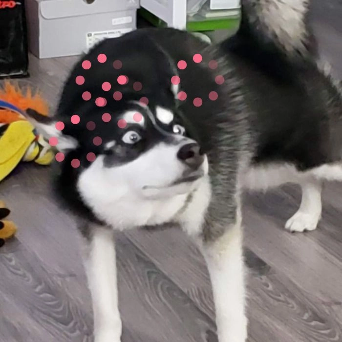 Meme chó loading biểu cảm độc lạ