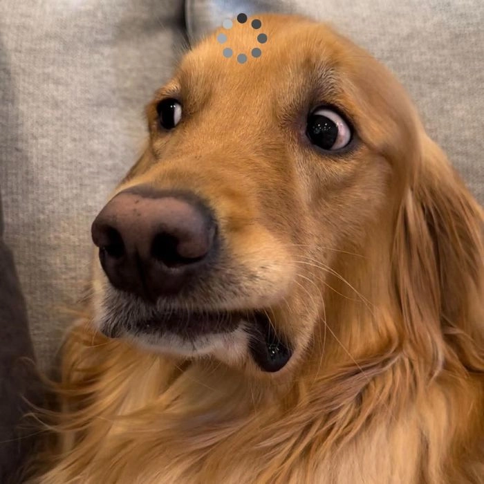 Meme chó loading biểu cảm lạ