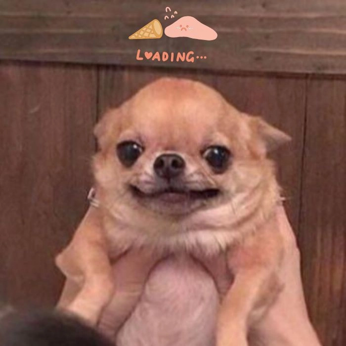 Meme chó loading cho trạng thái chờ