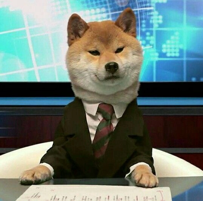 Meme chó mặc vest biểu cảm đáng yêu