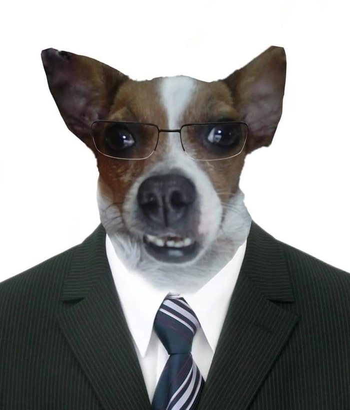 Meme chó mặc vest cực lầy