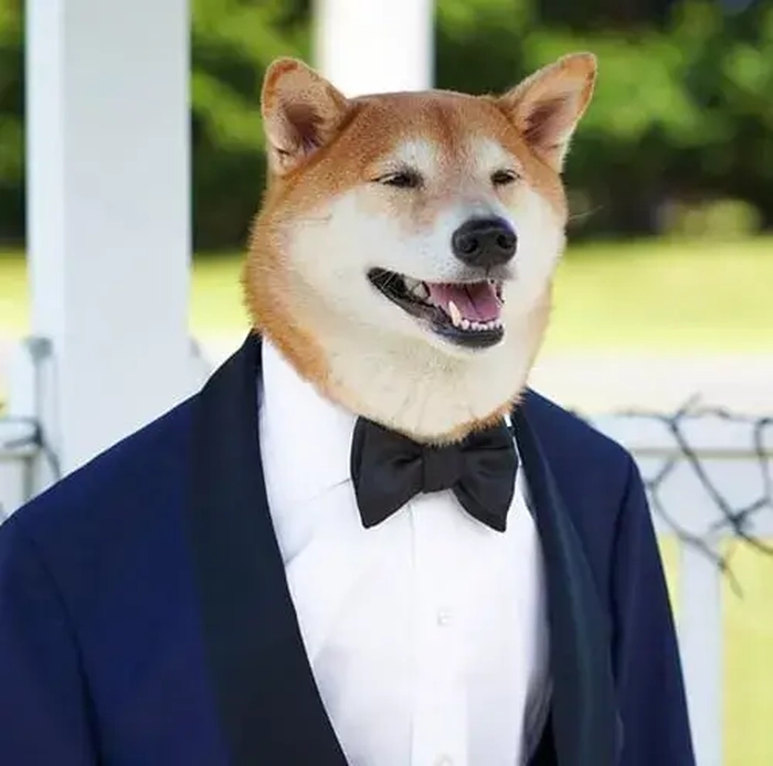 Meme chó mặc vest đáng yêu cực